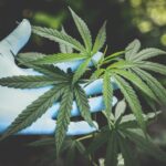 A Basic Guide to Cannabis, It’s History, & Science - 4 Acupuncture CEUs/PDAs