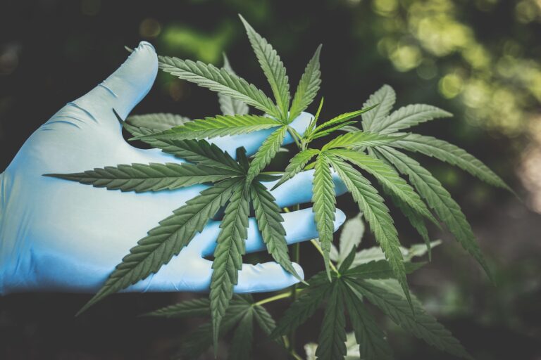 A Basic Guide to Cannabis, It’s History, & Science - 4 Acupuncture CEUs/PDAs