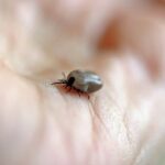“#1 Guide” to Understanding Lyme Disease 6 Acupuncture CEUs/PDAs