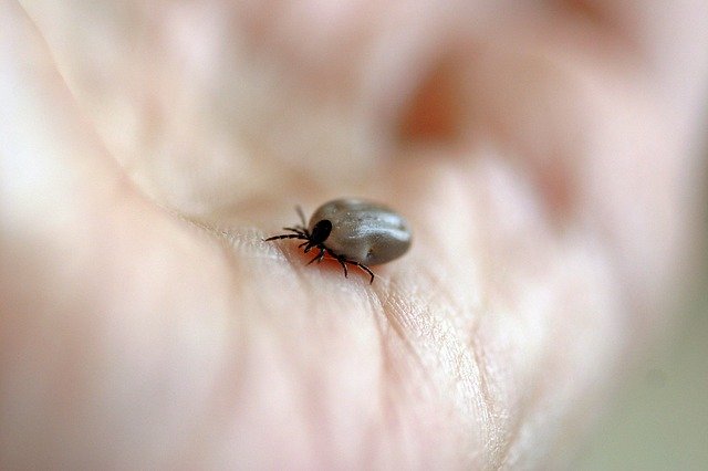 “#1 Guide” to Understanding Lyme Disease 6 Acupuncture CEUs/PDAs