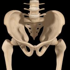 Understanding the Pelvic Girdle Part 1 - 12 Acupuncture CEUs